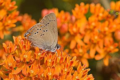 《列车人生：铁路模拟器》Steam抢先体验日期公布